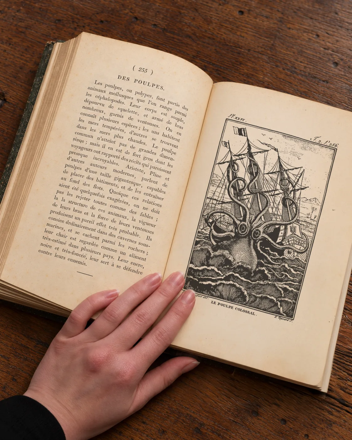 Aufgeschlagenes historisches Buch mit der Tafel „Le Poulpe colossal“: Krake und Segelschiff, auf einem Walnussholztisch